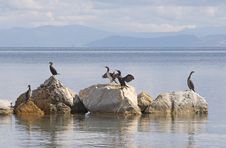 Cormorants Stock Photography Cormorants Stock Photography