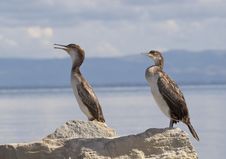Cormorants Royalty Free Stock Photos Cormorants Royalty Free Stock Photos