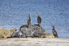 Cormorants Royalty Free Stock Photo Cormorants Royalty Free Stock Photo