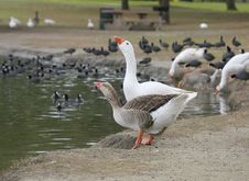 2 Geese Drinking Royalty Free Stock Photo
