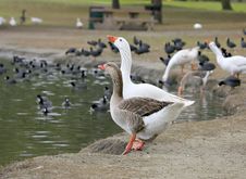 2 Geese Drinking Royalty Free Stock Image