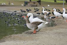 2 Geese Drinking Royalty Free Stock Photography