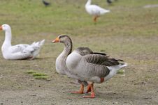 Geese Royalty Free Stock Photos Geese Royalty Free Stock Photos