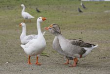 Embdens & Geese Stock Photo Embdens & Geese Stock Photo