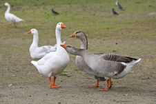 Embdens & Geese Stock Image Embdens & Geese Stock Image