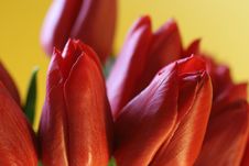 Red Tulip Closeup Royalty Free Stock Image