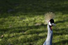 Crested Crane Stock Images Crested Crane Stock Images