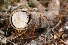 Isolated Log Royalty Free Stock Photography Isolated Log Royalty Free Stock Photography