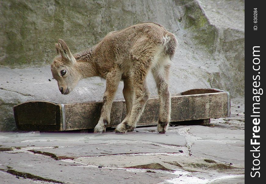 A baby Siberian Ibex browsing around