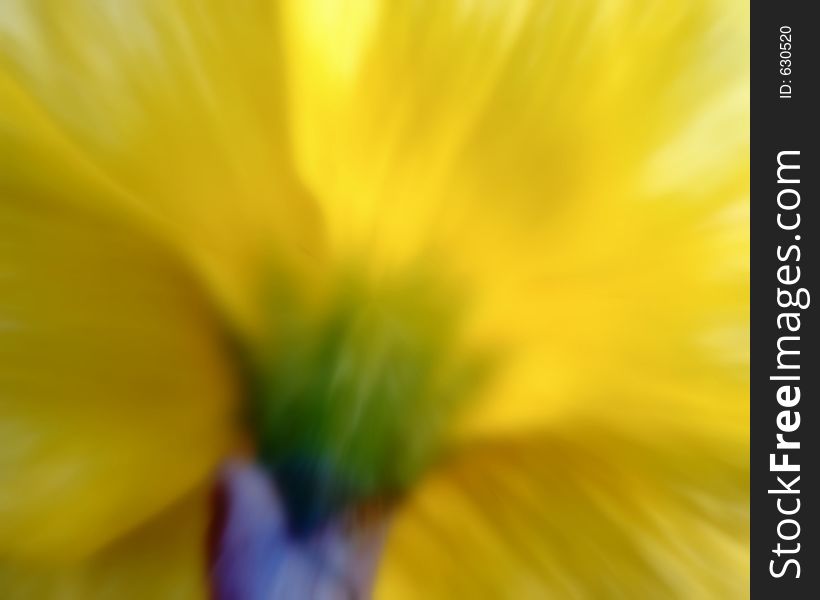 Soft focus shot in camera of back of jonquil with blur added in paint pro in back garden. Soft focus shot in camera of back of jonquil with blur added in paint pro in back garden