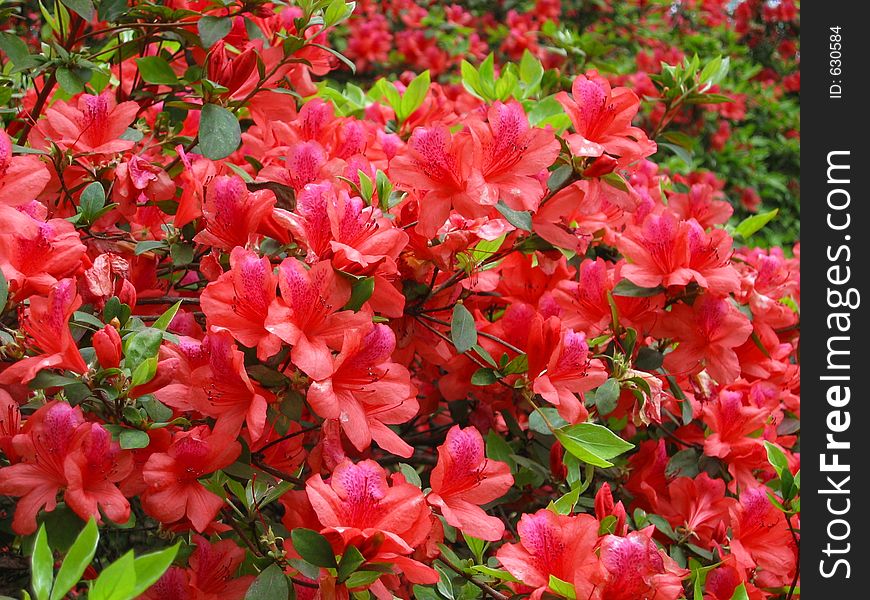 A bush of red flowers in Spring