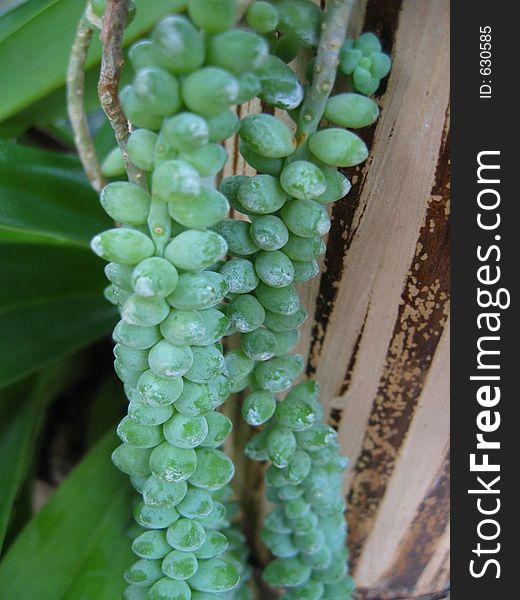 Green berries on a post