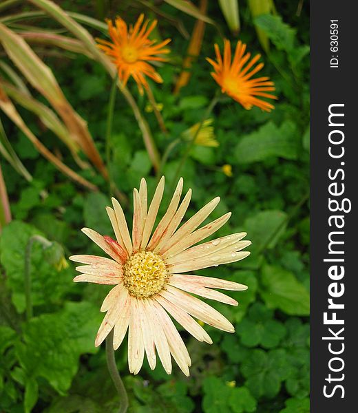 Faded daisy with two orange daisies in the background