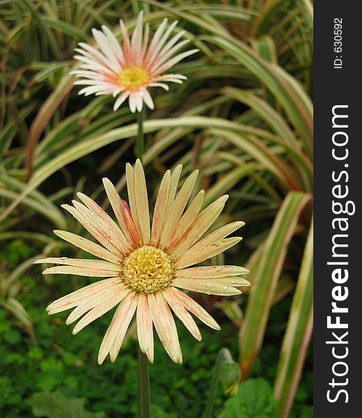 Two pink daisies