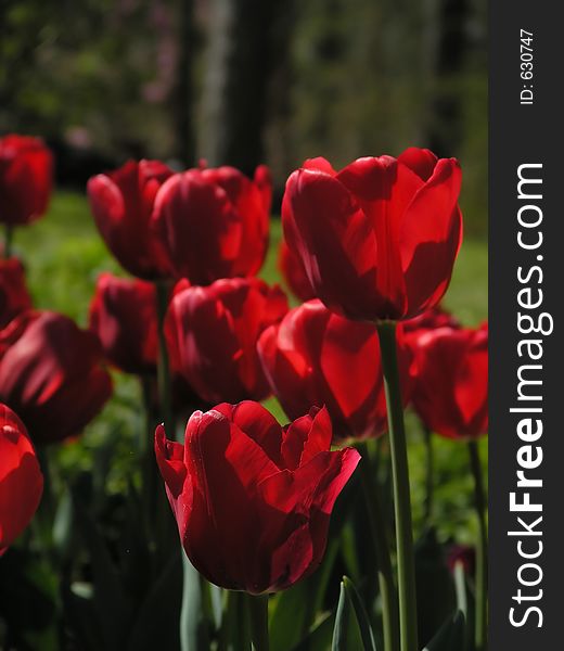Red Tulip Garden. Red Tulip Garden