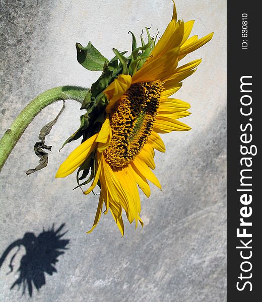 Sunflower and shadow