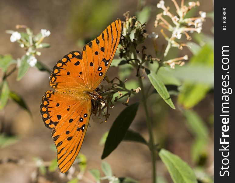 Gulf Fritillary Butterfly on White Butterfly Bush