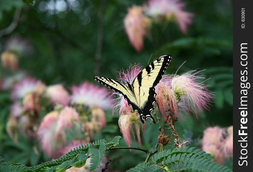 Swallowtail Butterfly on Mimosa Blooms