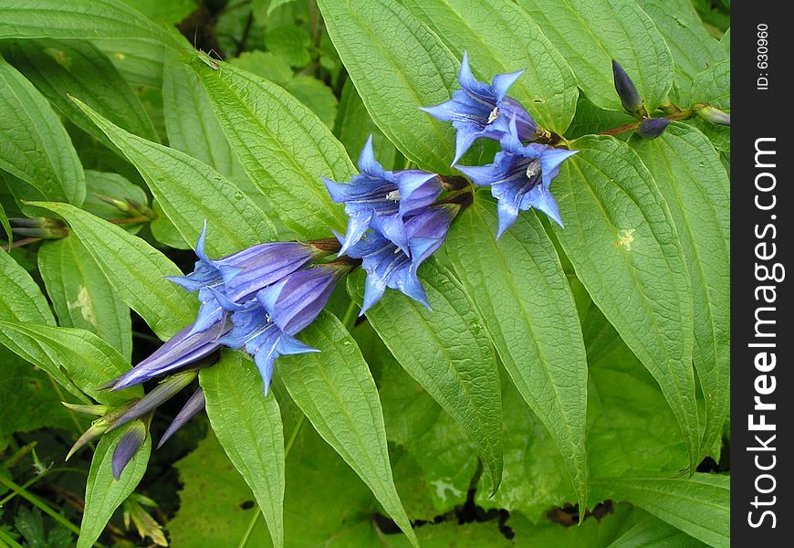 Bluebells and green leaves