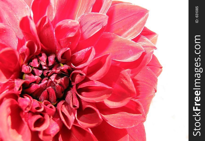 Red Flower Detail