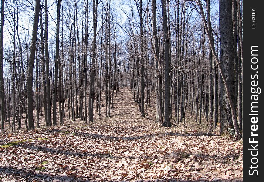 Forest road in early spring.