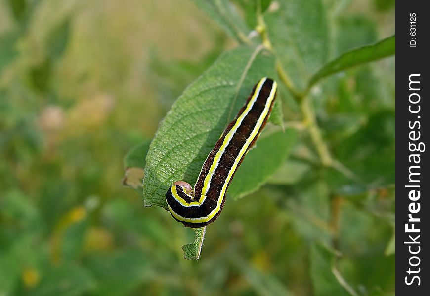 A caterpillar of butterfly Mamestra pisi families Noctuidae on a willow. Length of a body about 30 mm. The photo is made in Moscow areas (Russia). Original date/time:2003:09:13 13:58:14. A caterpillar of butterfly Mamestra pisi families Noctuidae on a willow. Length of a body about 30 mm. The photo is made in Moscow areas (Russia). Original date/time:2003:09:13 13:58:14.