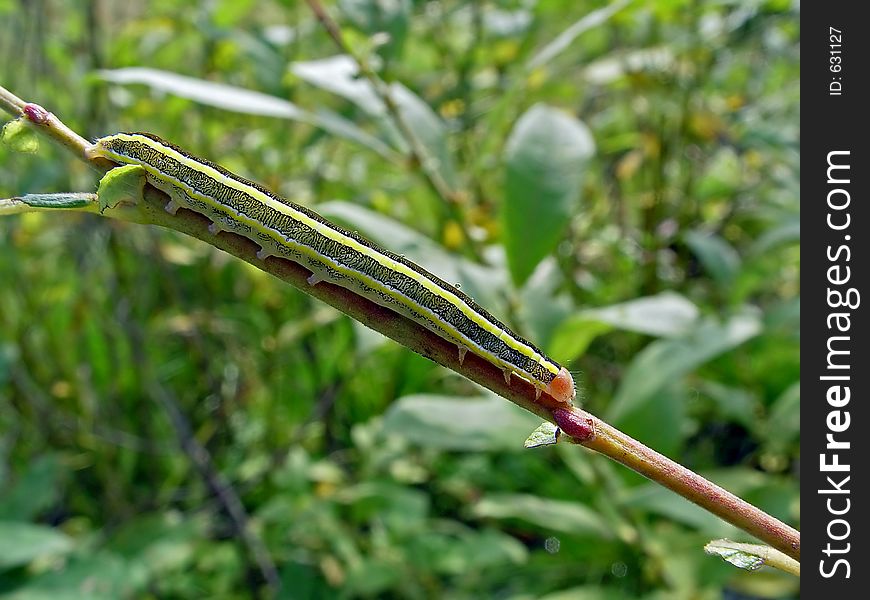 A caterpillar of butterfly Mamestra pisi families Noctuidae on a willow. Length of a body about 30 mm. The photo is made in Moscow areas (Russia). Original date/time: 2003:09:14 12:17:57. A caterpillar of butterfly Mamestra pisi families Noctuidae on a willow. Length of a body about 30 mm. The photo is made in Moscow areas (Russia). Original date/time: 2003:09:14 12:17:57.