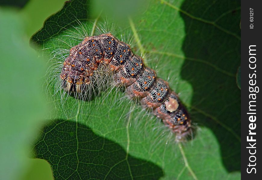 A caterpillar of butterfly Subacronicta megacephala families Noctuidae on a leaf of an aspen. Length of a body about 25 mm. The photo is made in Moscow areas (Russia). Original date/time: 2003:08:25 12:39:38. A caterpillar of butterfly Subacronicta megacephala families Noctuidae on a leaf of an aspen. Length of a body about 25 mm. The photo is made in Moscow areas (Russia). Original date/time: 2003:08:25 12:39:38.