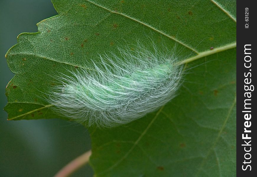 A caterpillar of butterfly Apatele leporina families Noctuidae on a leaf of a birch. Length of a body about 25 mm. The photo is made in Moscow areas (Russia). Original date/time:2004:08:06 17:08:37. A caterpillar of butterfly Apatele leporina families Noctuidae on a leaf of a birch. Length of a body about 25 mm. The photo is made in Moscow areas (Russia). Original date/time:2004:08:06 17:08:37.