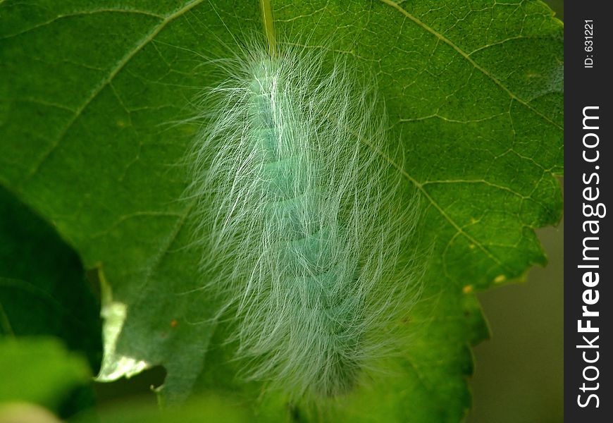 Caterpillar Of Butterfly Apatele Leporina.