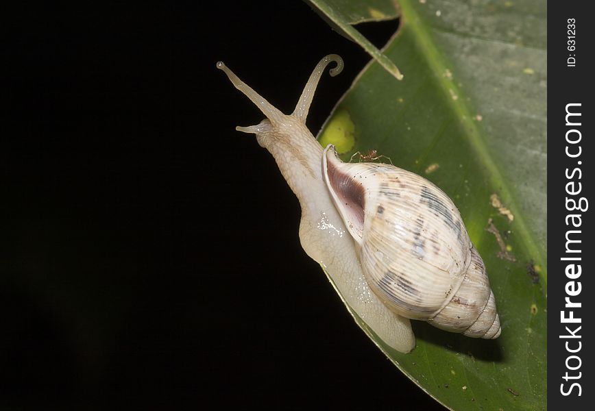 White snail on banana tree, Bolivia