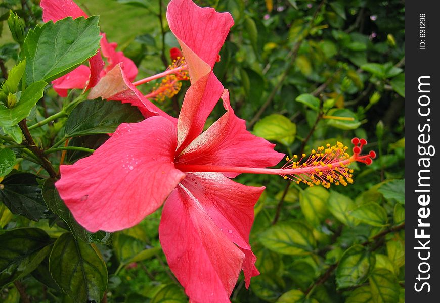 Hibiscus blowing in the wind. Hibiscus blowing in the wind