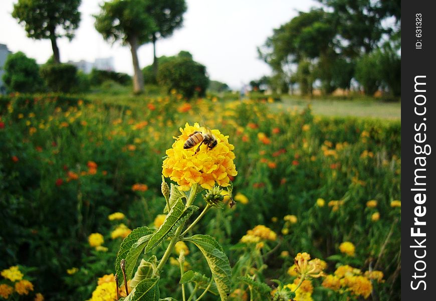 A bee on yellow flowers blurry green background. A bee on yellow flowers blurry green background