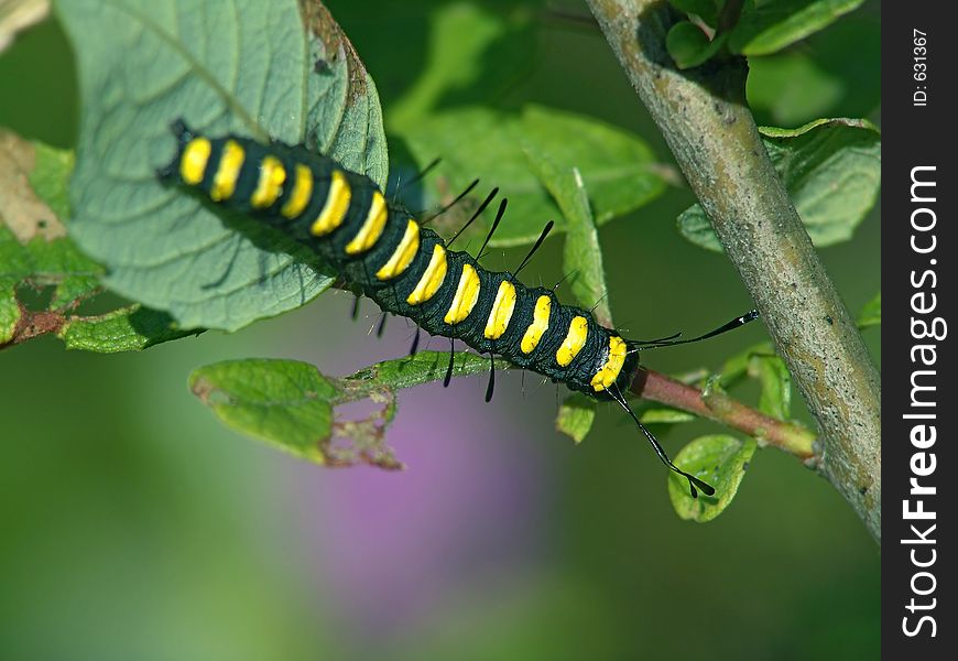 A caterpillar of butterfly Apatele alni families Noctuidae on a leaf of a willow. Length of a body about 25 mm. The photo is made in Moscow areas (Russia). Original date/time: 2004:08:09 11:01:03. A caterpillar of butterfly Apatele alni families Noctuidae on a leaf of a willow. Length of a body about 25 mm. The photo is made in Moscow areas (Russia). Original date/time: 2004:08:09 11:01:03.