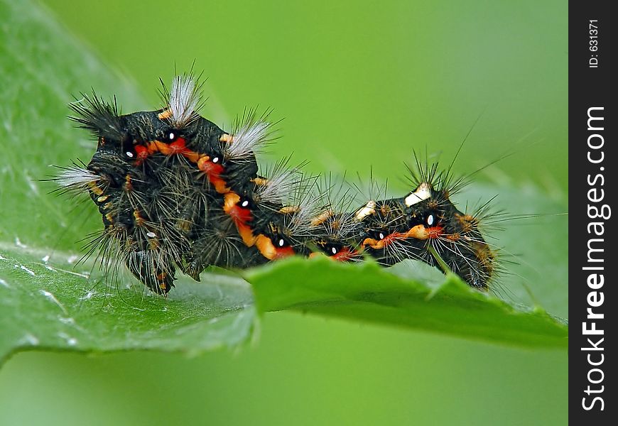 Caterpillar of butterfly Apatele rumicis.