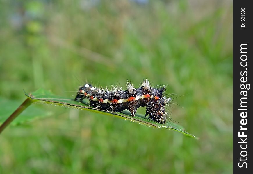 A caterpillar of butterfly Apatele rumicis families Noctuidae. Length of a body about 25 mm. The photo is made in Moscow areas (Russia). Original date/time: 2003:09:14 11:52:59. A caterpillar of butterfly Apatele rumicis families Noctuidae. Length of a body about 25 mm. The photo is made in Moscow areas (Russia). Original date/time: 2003:09:14 11:52:59.