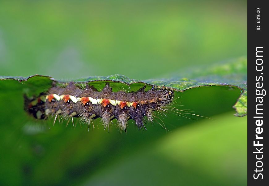 Caterpillar of butterfly Apatele rumicis.