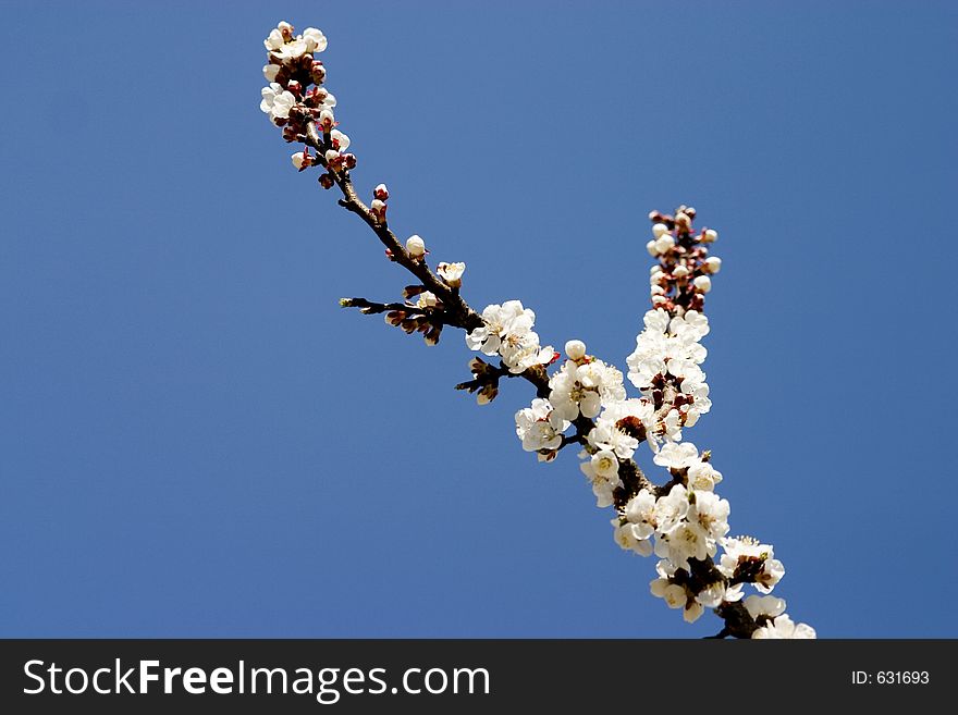 Bloomed Brench isolated on spring sky