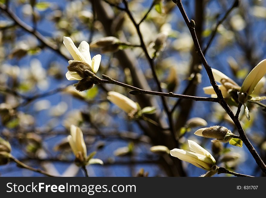 White Magnolia in spring sunny day