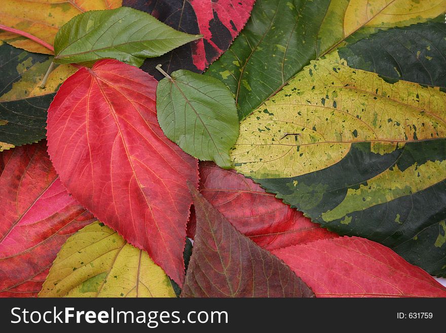 Caladium Leaves