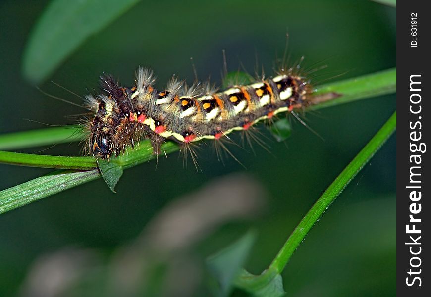 Caterpillar Of Butterfly Apatele Rumicis.