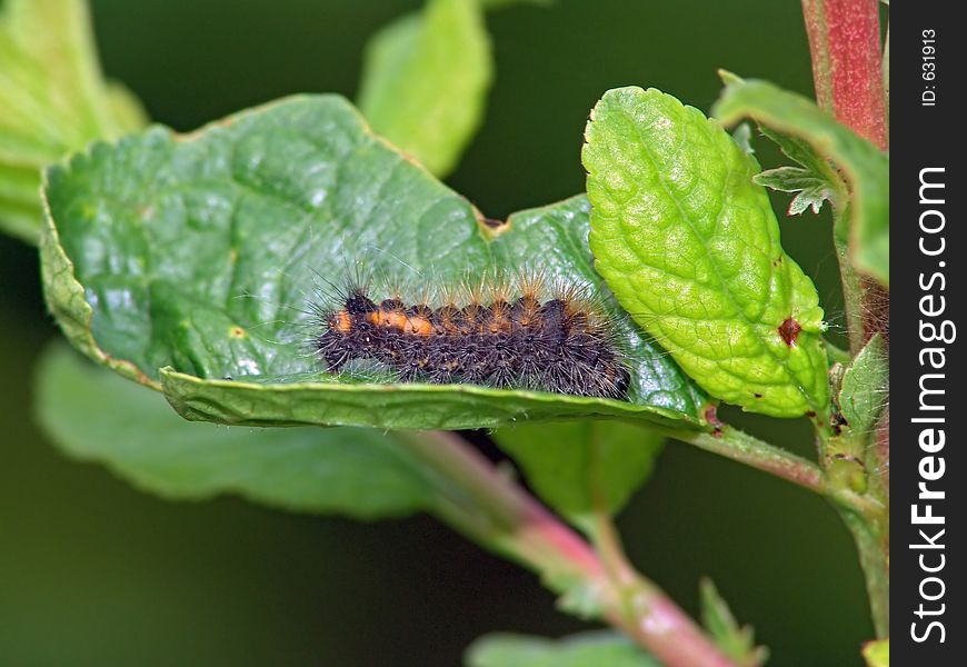 Caterpillar Of Butterfly Apatele Triden.