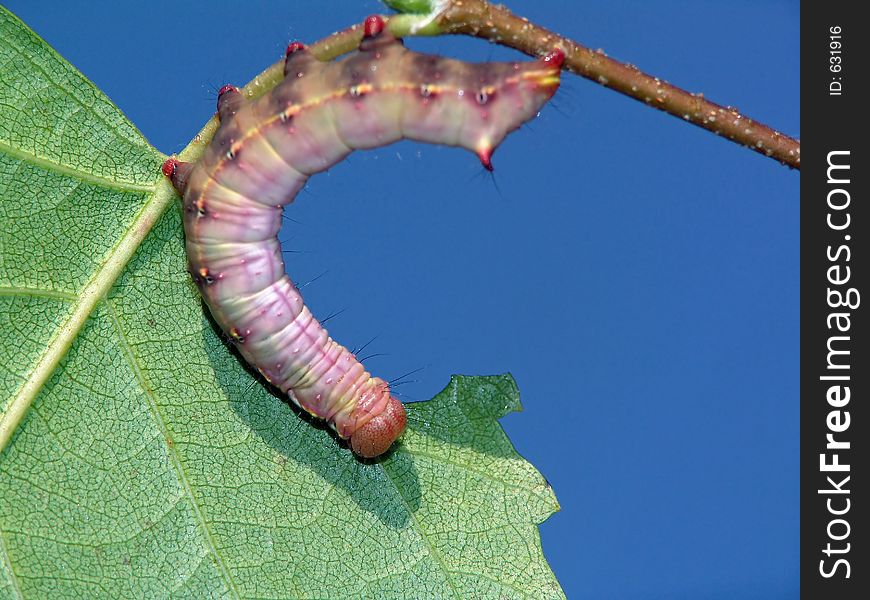 A caterpillar of butterfly Lophopteryx capucina families Notodontidae. The photo is made in territory Moscow areas (Russia). Original date/time: 2004:08:22 10:13:28. A caterpillar of butterfly Lophopteryx capucina families Notodontidae. The photo is made in territory Moscow areas (Russia). Original date/time: 2004:08:22 10:13:28.