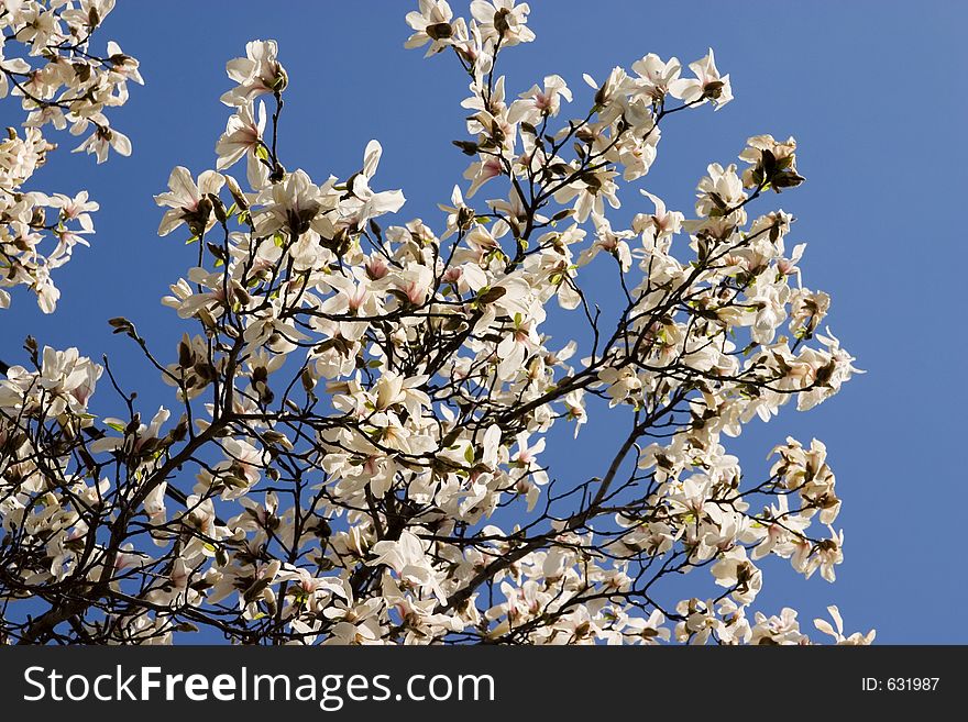 Full Bloom of Magnolia flowers. Full Bloom of Magnolia flowers