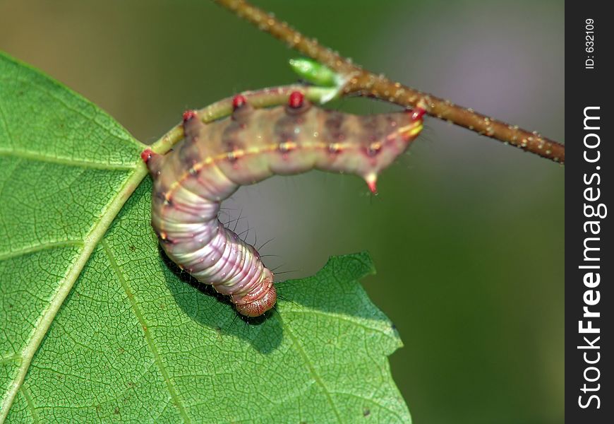 A caterpillar of butterfly Lophopteryx capucina families Notodontidae. The photo is made in territory Moscow areas (Russia). Original date/time: 2004:08:22 10:13:57. A caterpillar of butterfly Lophopteryx capucina families Notodontidae. The photo is made in territory Moscow areas (Russia). Original date/time: 2004:08:22 10:13:57.