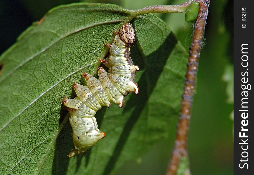 Caterpillar of the butterfly of family Notodontidae.
