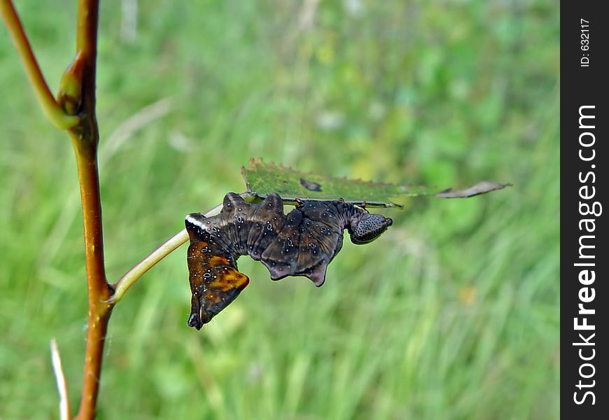 Caterpillar Of Butterfly Odontosia Ziczac.