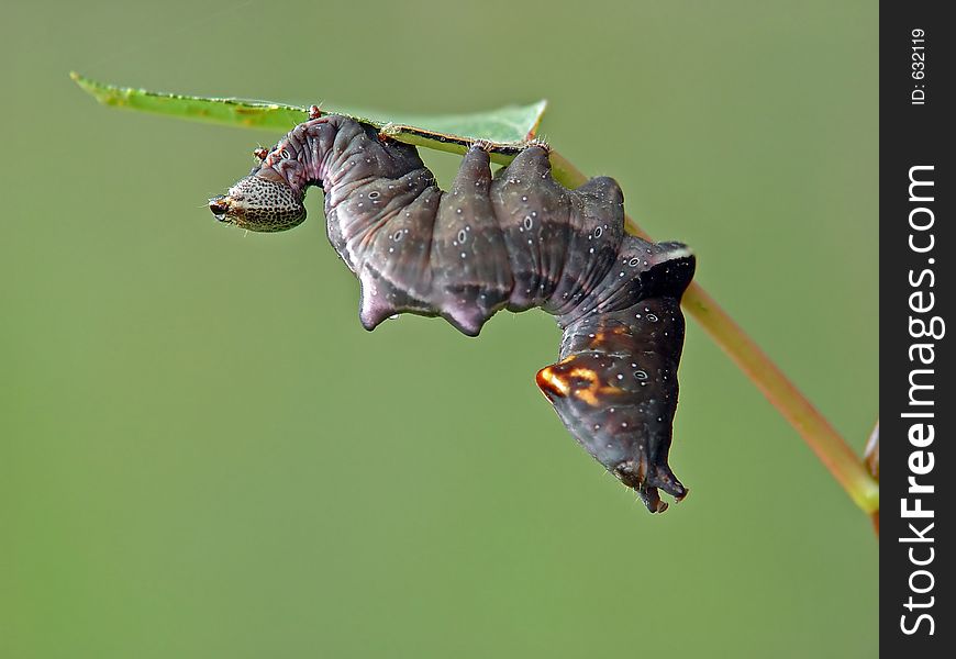 Caterpillar of butterfly Notodonta tritophus.