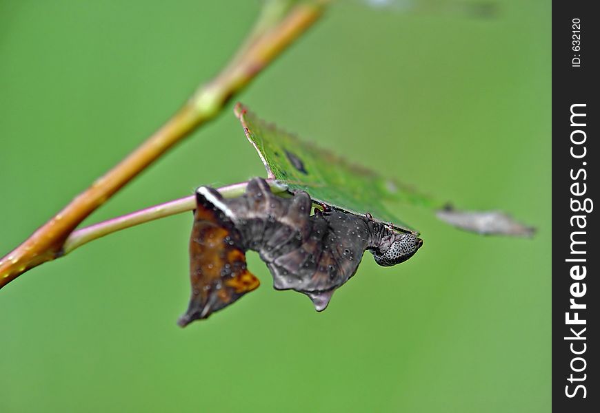 Caterpillar of butterfly Odontosia ziczac.