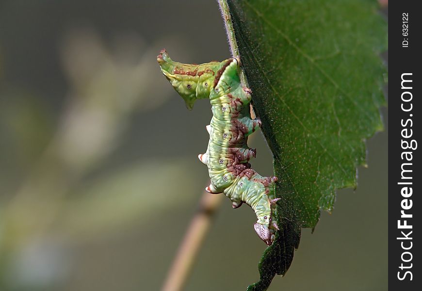 Caterpillar of butterfly Notodonta phoebe.